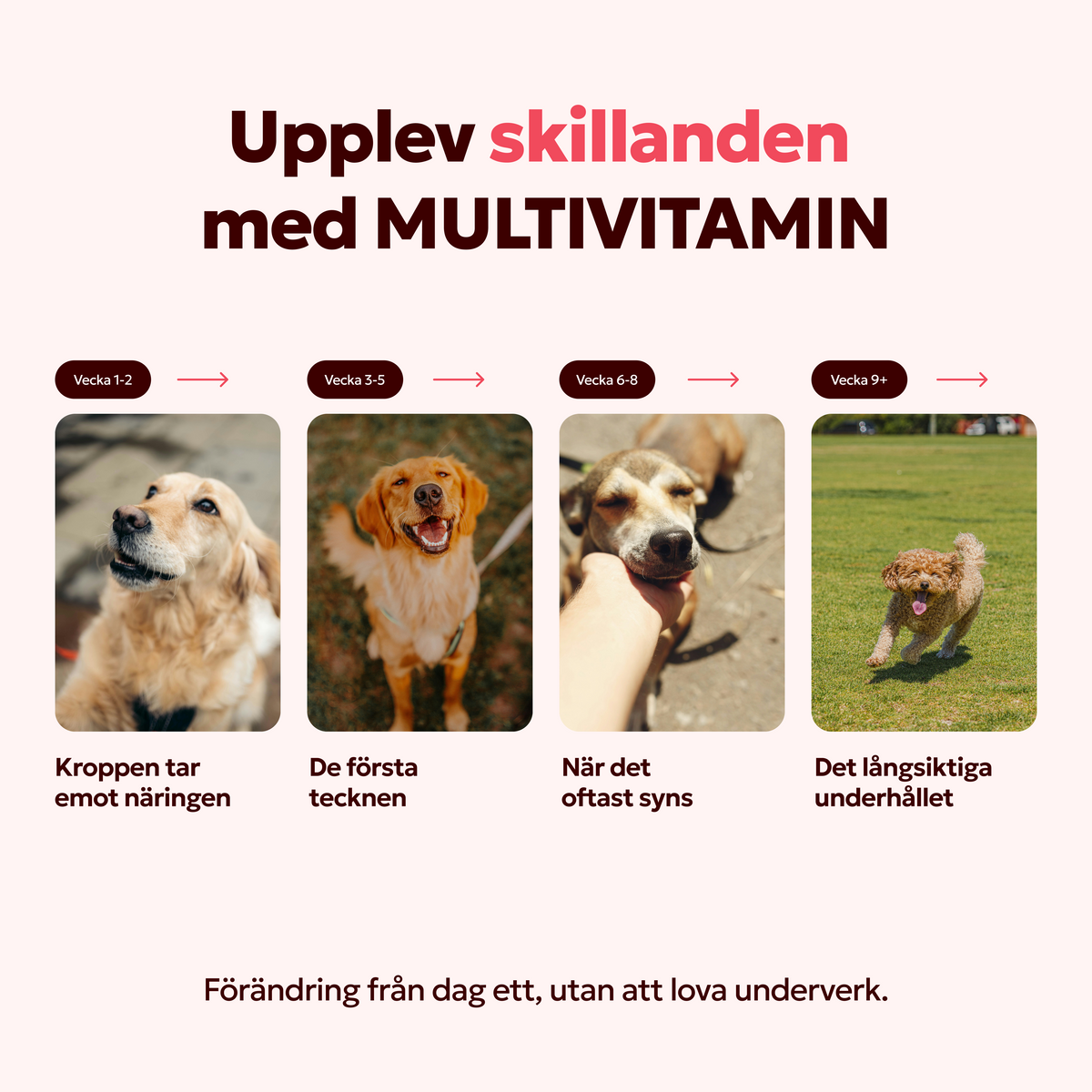 MULTIVITAMIN